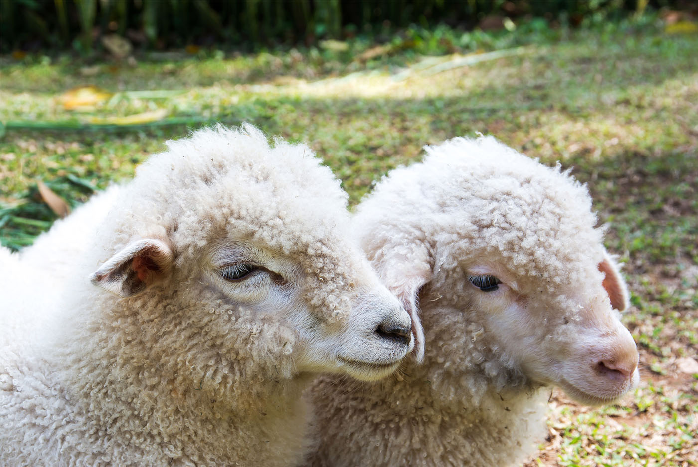 Two sheeps in field shows the State of Cloning 25 Years After Dolly the Sheep